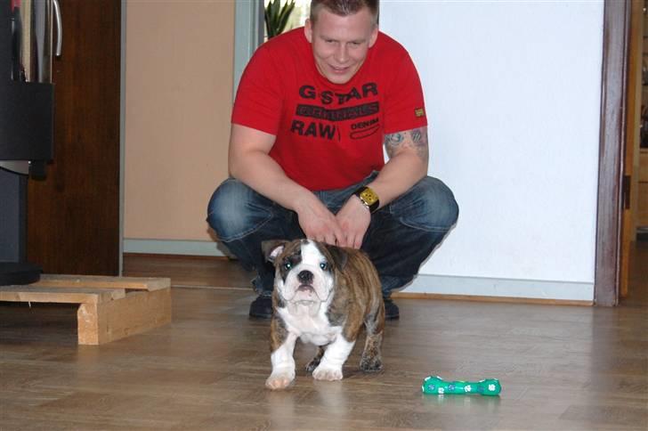 Engelsk bulldog Herman billede 5