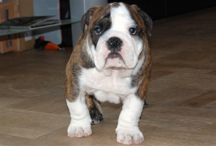 Engelsk bulldog Herman billede 6