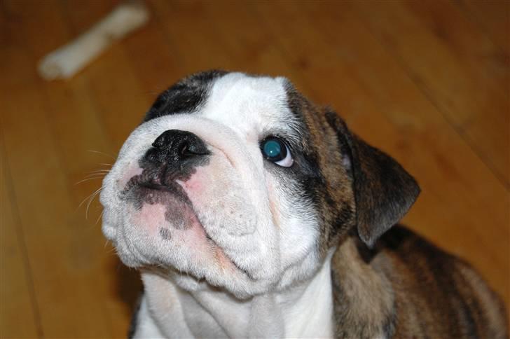 Engelsk bulldog Herman billede 7