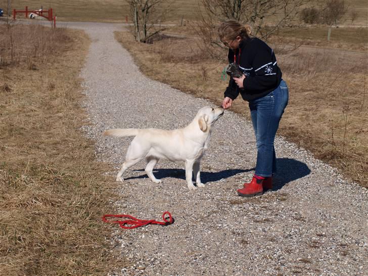 Labrador retriever sugar  (mors <3 <3 <3 <3) -  smuke dejlig  Poster Cover Girl billede 1