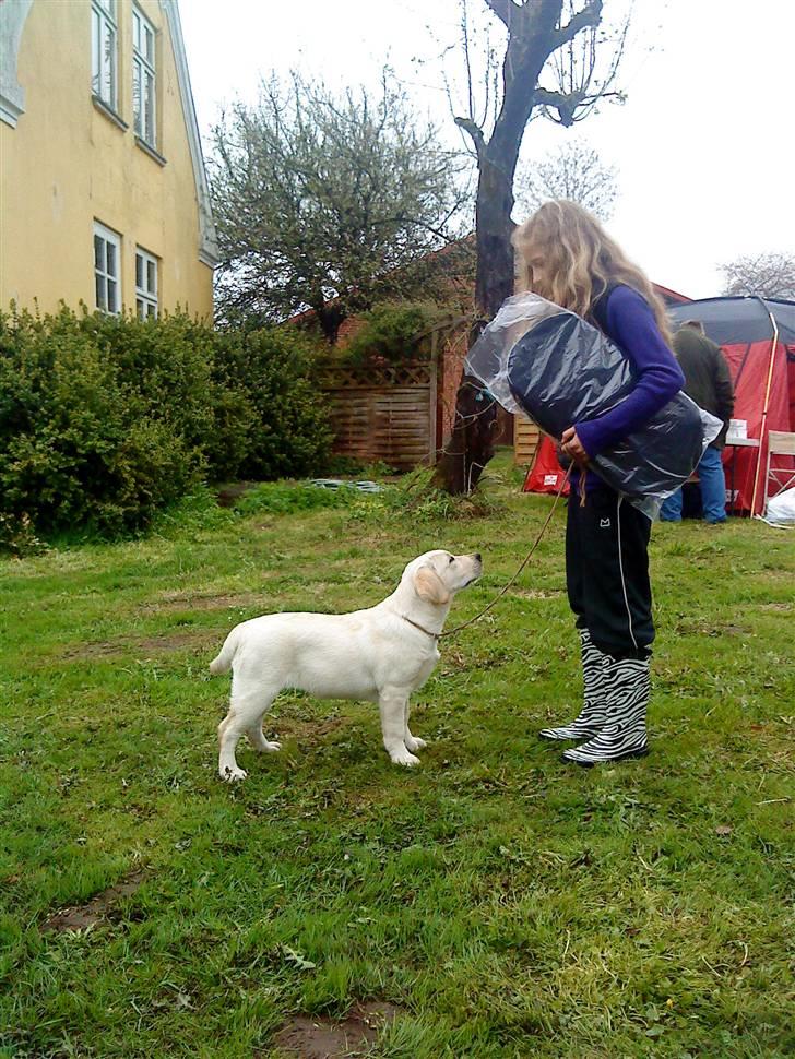 Labrador retriever sugar  (mors <3 <3 <3 <3) - dejlig sugar  billede 3