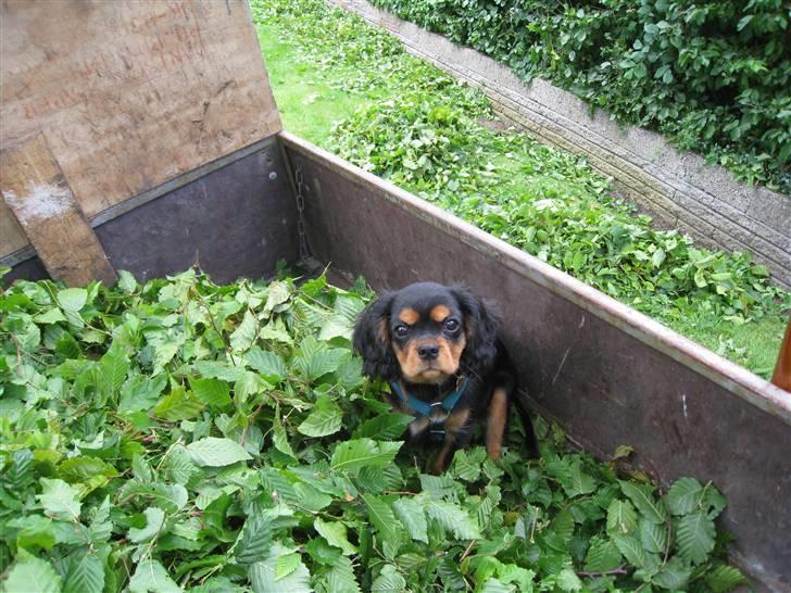 Cavalier king charles spaniel Cody - Velkommen til cody,s profil billede 1