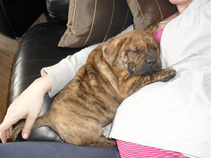 Dogo canario Blobber - putter hos mor ca 6 1/2 uger gammel billede 1