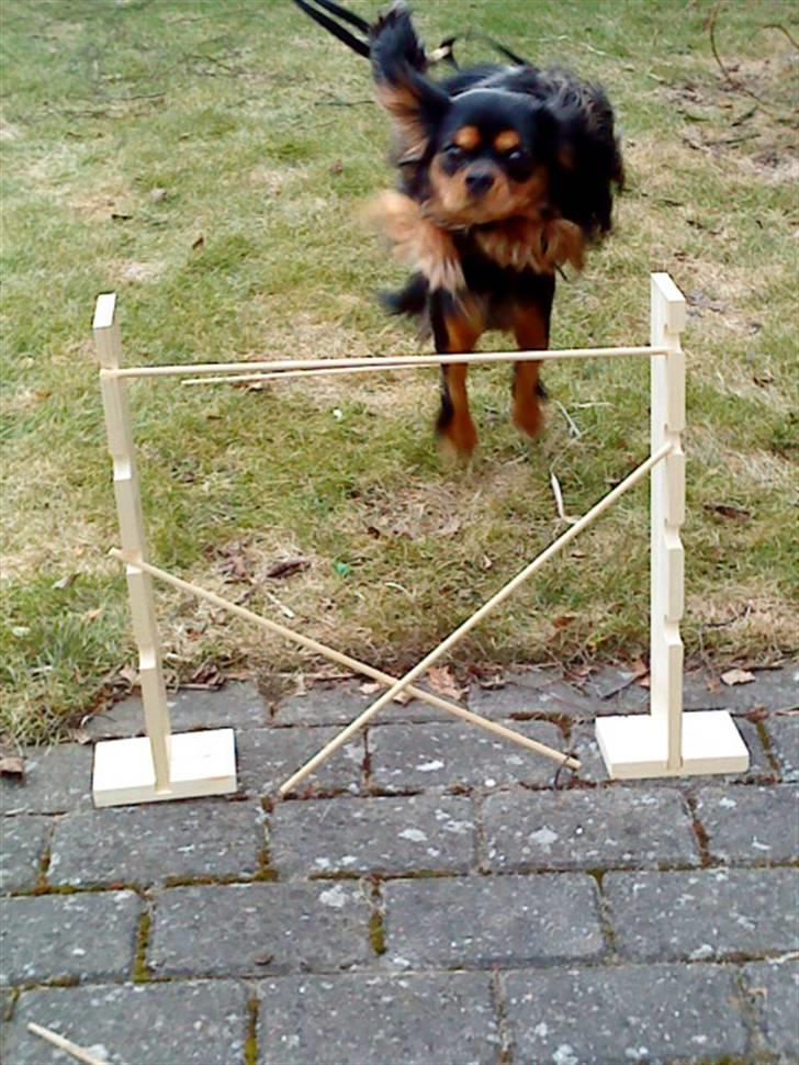 Cavalier king charles spaniel Cody - han springer 60 cm billede 2