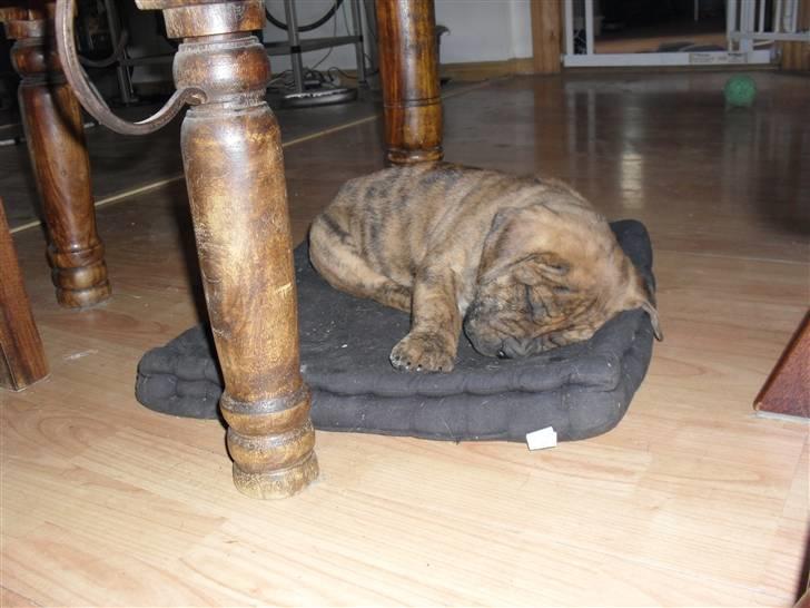 Dogo canario Blobber - Zzzzzzz billede 2