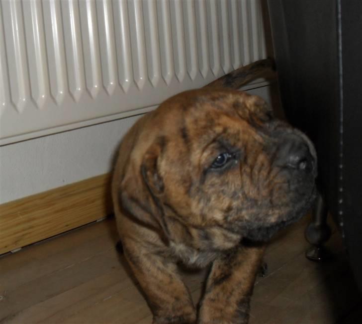 Dogo canario Blobber - Under søger lige huset billede 3