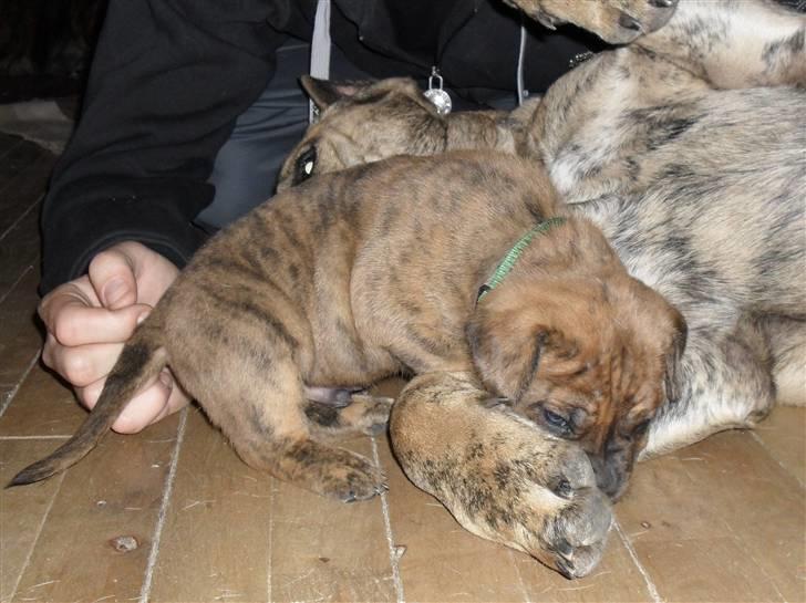 Dogo canario Blobber - Banker min storebror billede 4