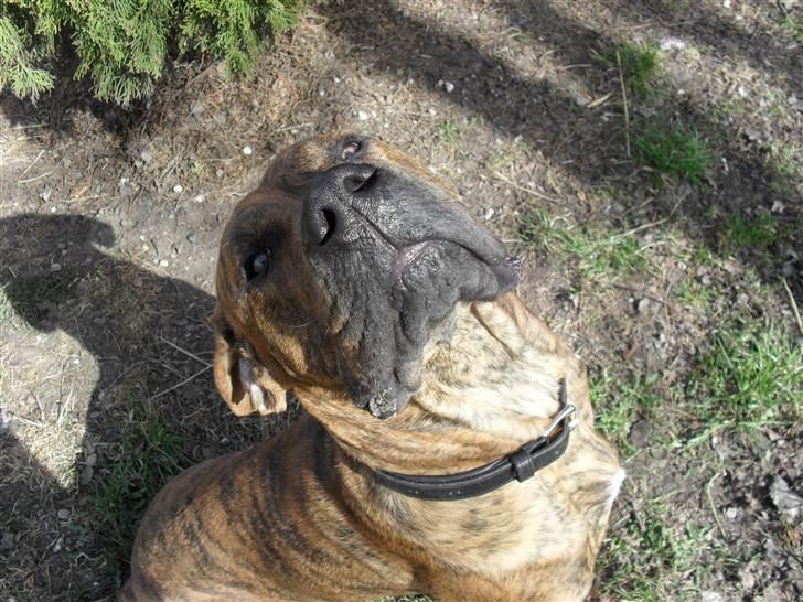 Dogo canario Blobber - klar til at møzze....! billede 5