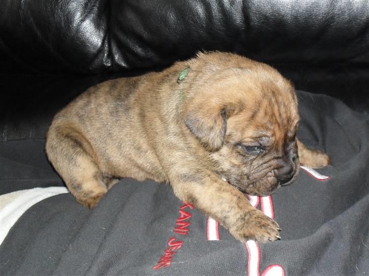 Dogo canario Blobber - hygge ved far billede 6