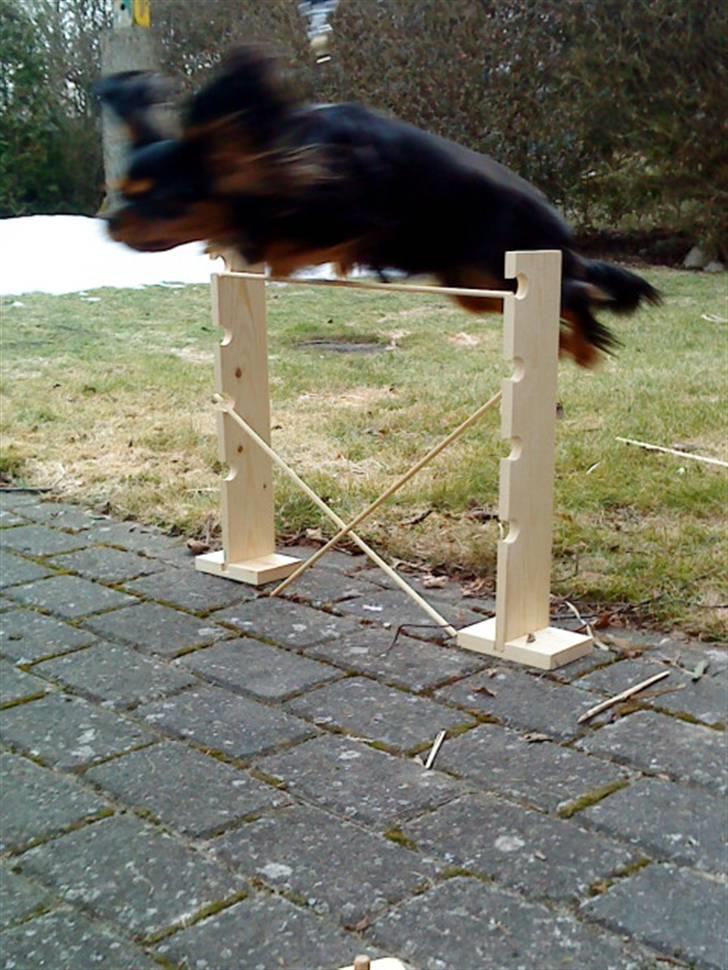 Cavalier king charles spaniel Cody - Cody har bar noge big øre billede 3