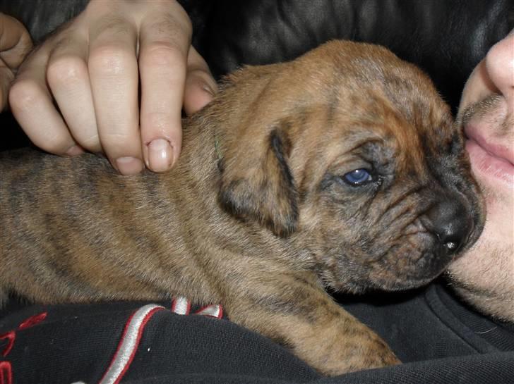 Dogo canario Blobber billede 7