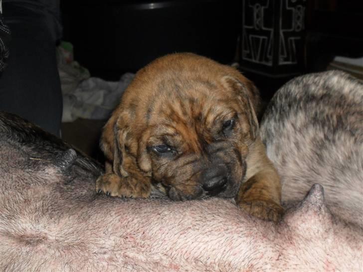 Dogo canario Blobber - mums mors mad er og bliver bedst billede 8