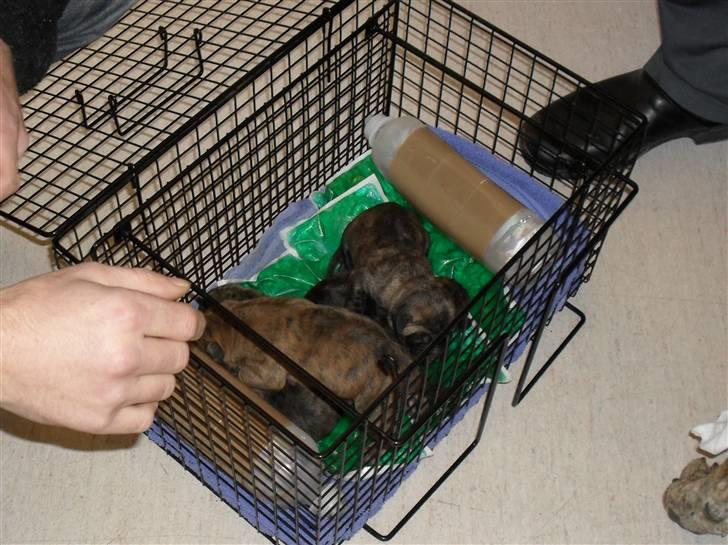 Dogo canario Blobber - her er jeg kun et par timer gammel og mor og far henter os hos dyrlægen billede 9