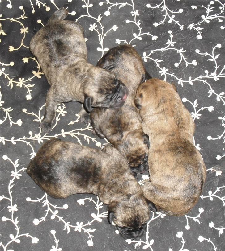 Dogo canario Blobber - 1 dag gammel det er mig til højre billede 10