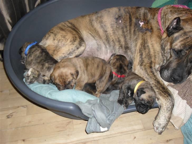 Dogo canario Blobber billede 11