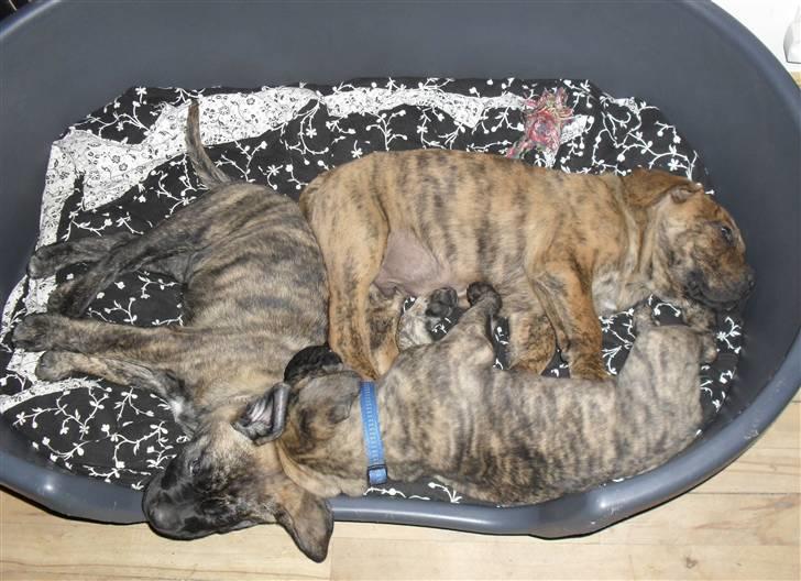 Dogo canario Blobber - putter med Bambam og Svea billede 12