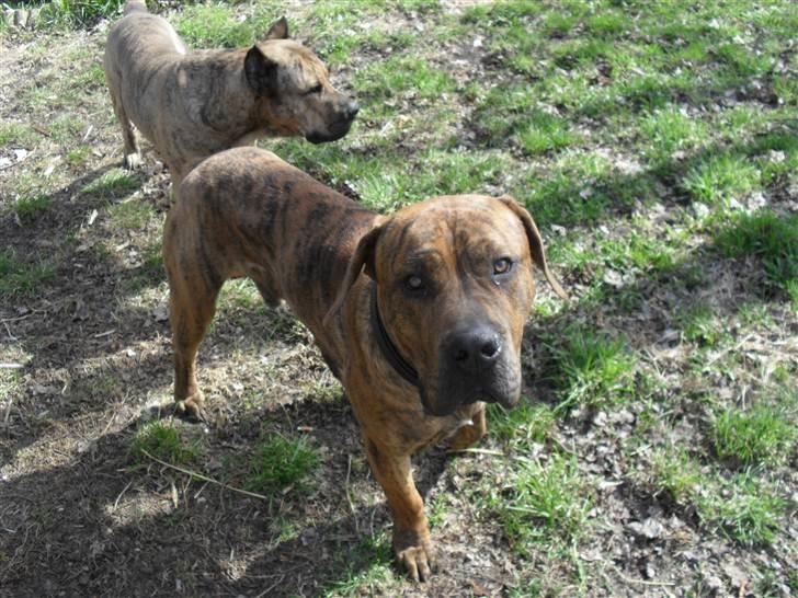 Dogo canario Blobber - min dejlige dreng billede 13