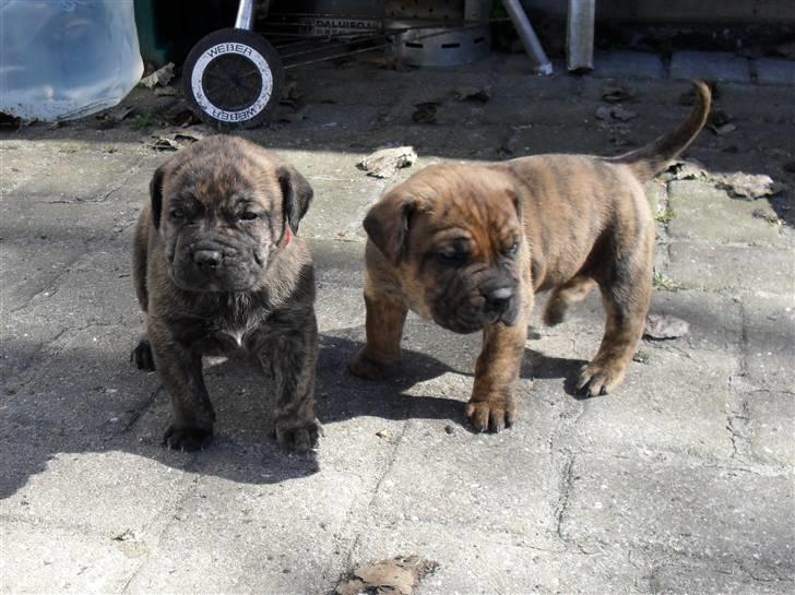 Dogo canario Blobber - mig og min store søster Cara billede 14