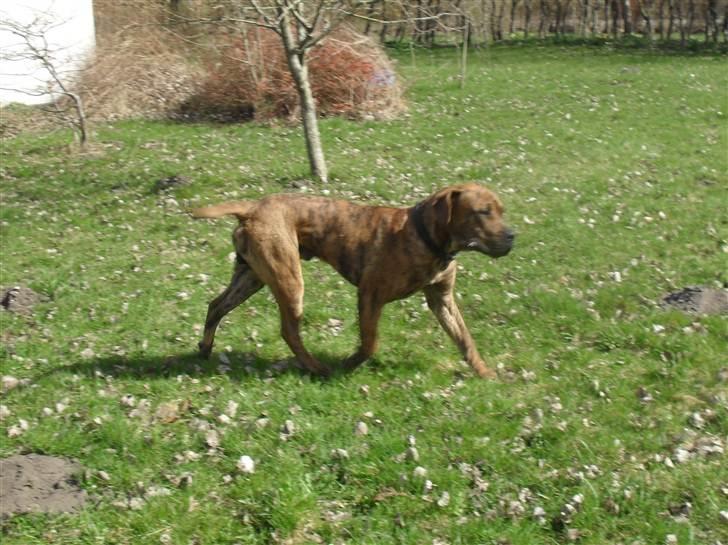 Dogo canario Blobber - lige blevet 1 år og nyder solen :o) billede 15