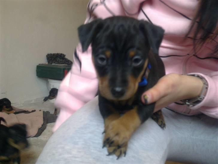 Dvaergpinscher Rapido  billede 1