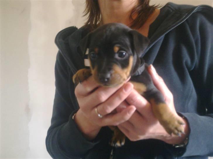 Dvaergpinscher Rapido  billede 2