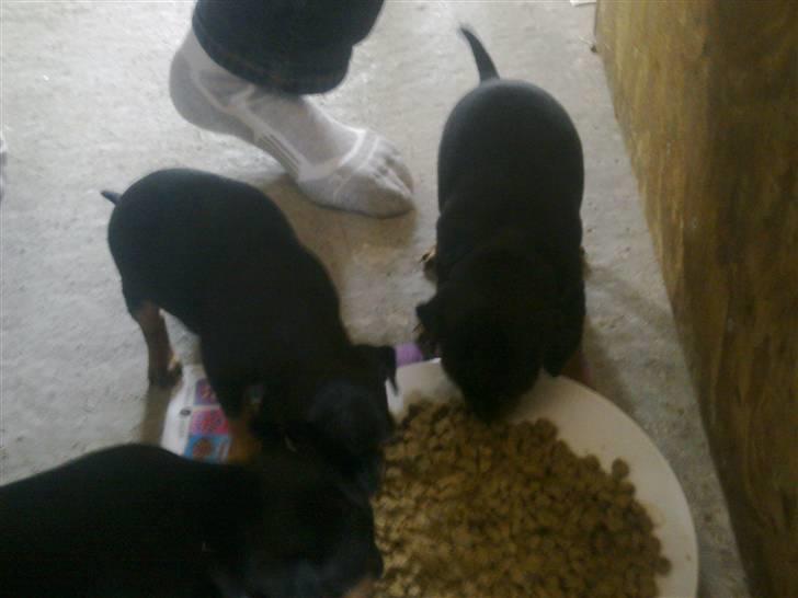 Dvaergpinscher Rapido  billede 4