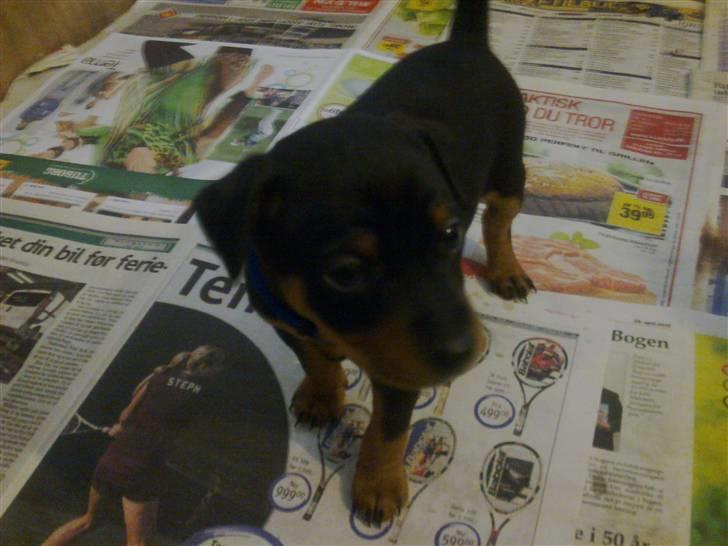 Dvaergpinscher Rapido  billede 5
