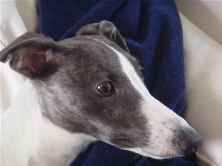 Whippet Thea billede 1