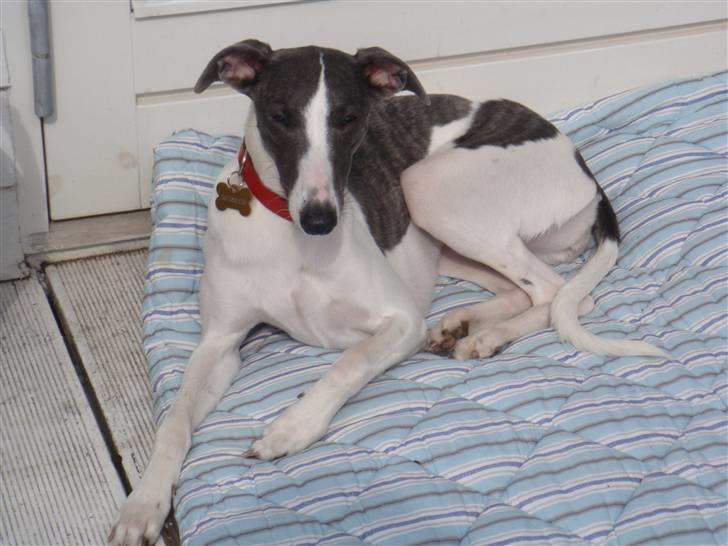 Whippet Thea billede 2