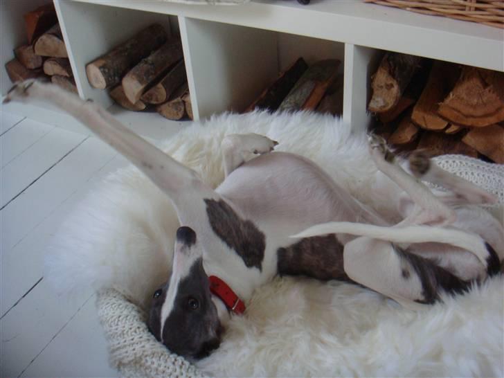 Whippet Thea billede 3