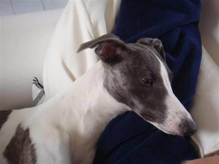 Whippet Thea billede 4