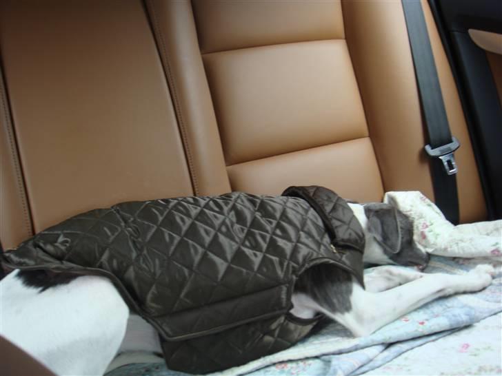 Whippet Thea billede 5