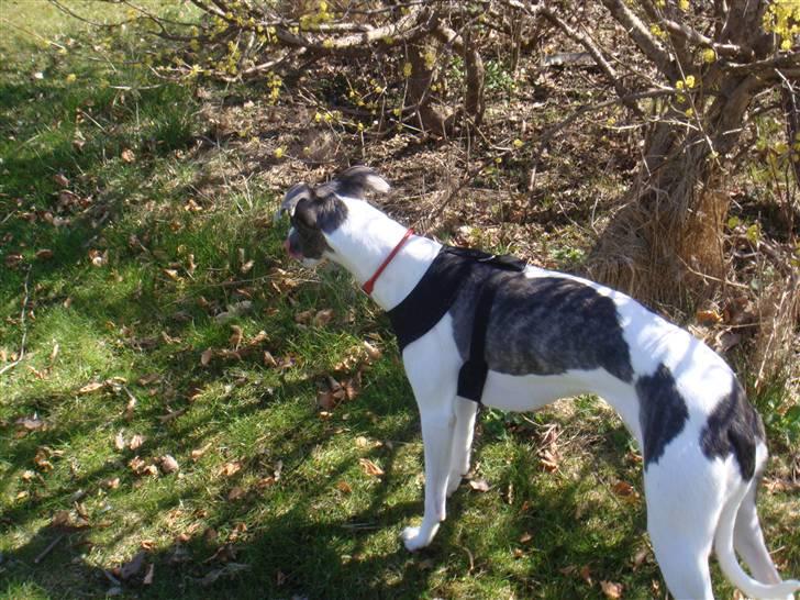 Whippet Thea billede 6