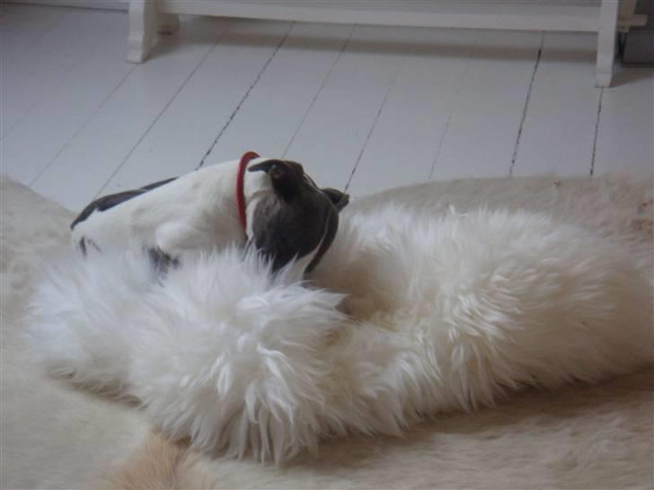 Whippet Thea billede 7