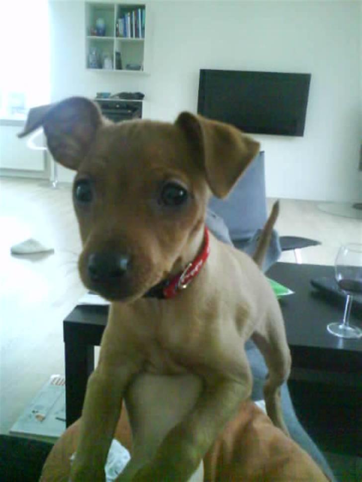 Dvaergpinscher Chili - Så lille at jeg kunne ligge i en hånd.. billede 1