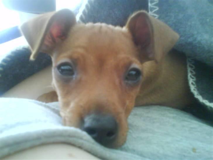 Dvaergpinscher Chili billede 2