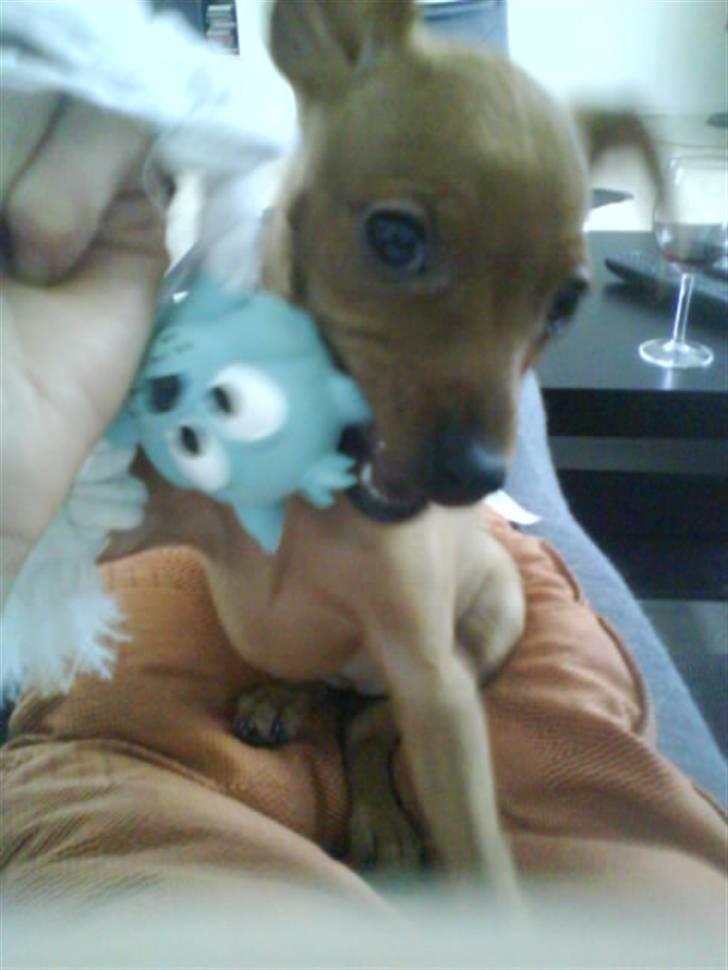 Dvaergpinscher Chili - Mit bedste legedyr billede 3