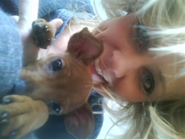 Dvaergpinscher Chili - Chili og Lone billede 4