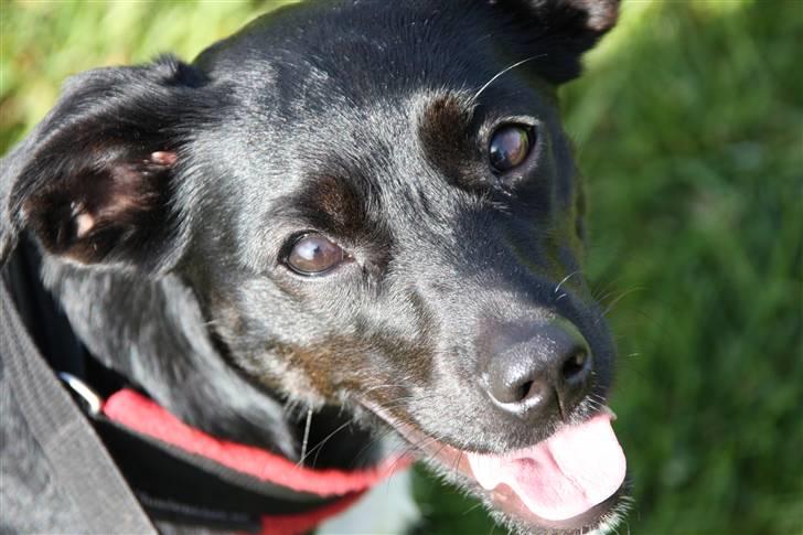 Blanding af racer Karla Malone - Portræt af glad hund til DGI konkurrence, sommeren 2010 billede 16