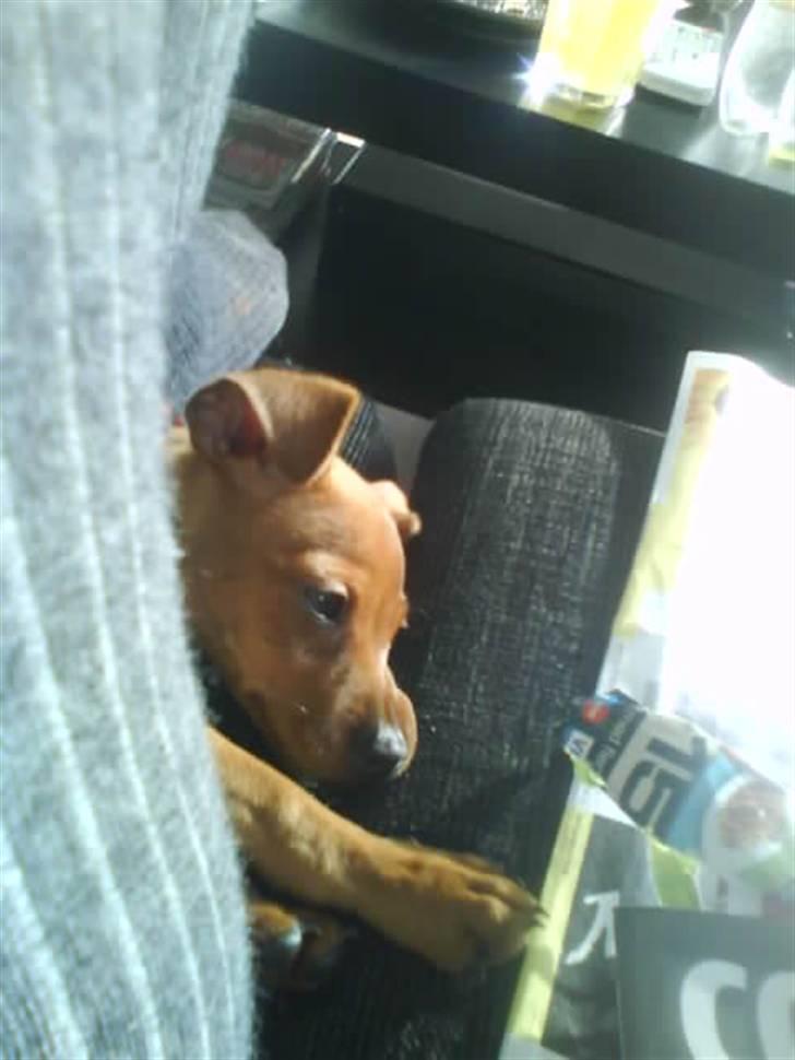 Dvaergpinscher Chili - En lur på sofaen billede 5