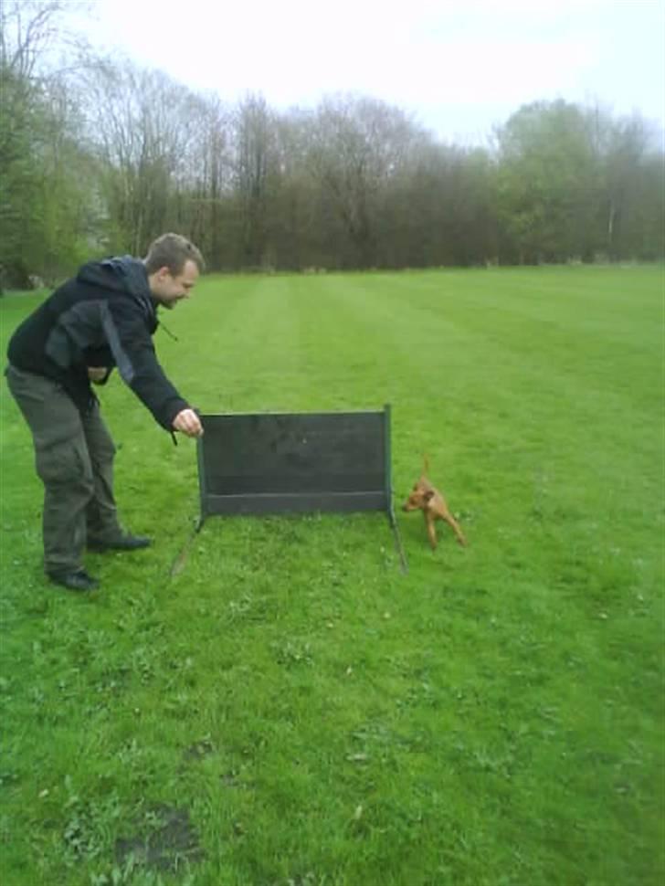 Dvaergpinscher Chili - Man kan også løbe uden om billede 6