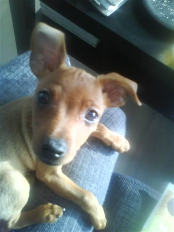 Dvaergpinscher Chili billede 7