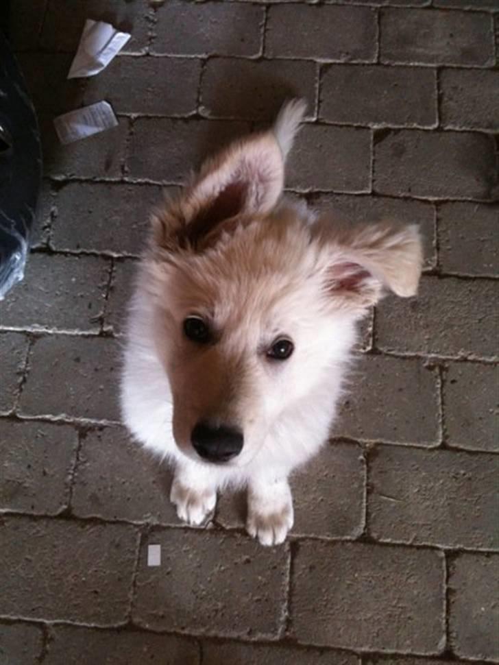 Hvid schæfer Touran billede 11