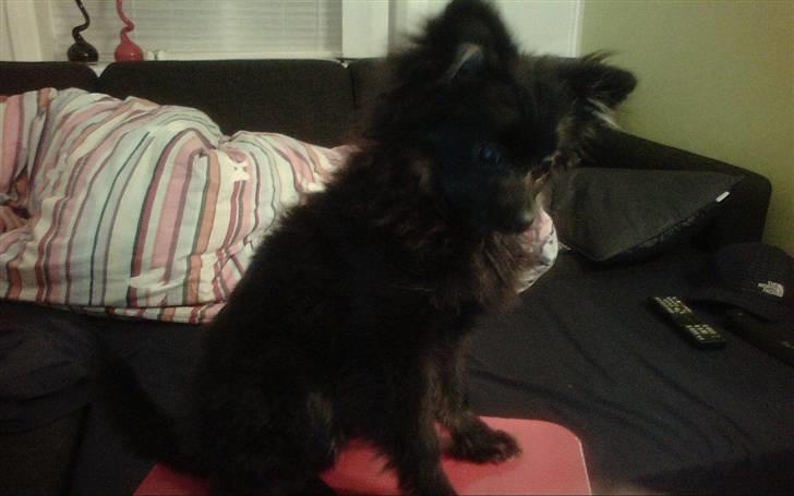 Pomeranian Nova billede 1