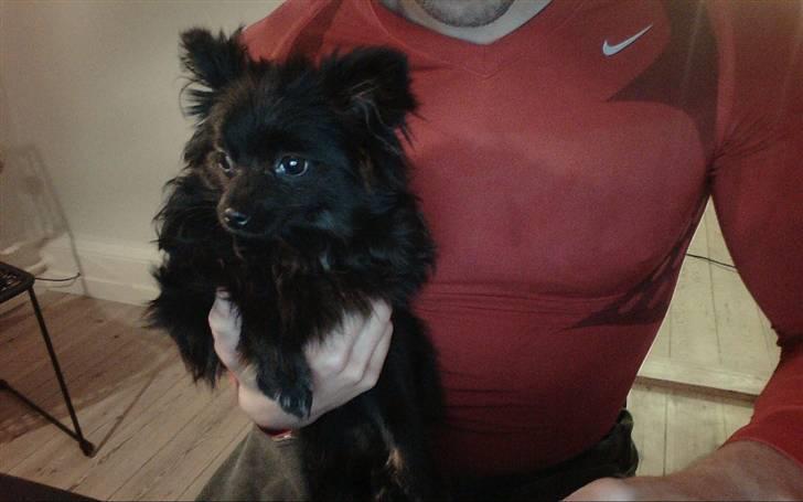 Pomeranian Nova - Nyeste billede 2