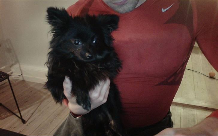 Pomeranian Nova - Nyeste billede 3