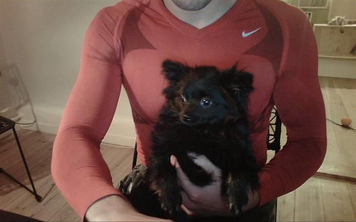 Pomeranian Nova - Nyeste billede 4