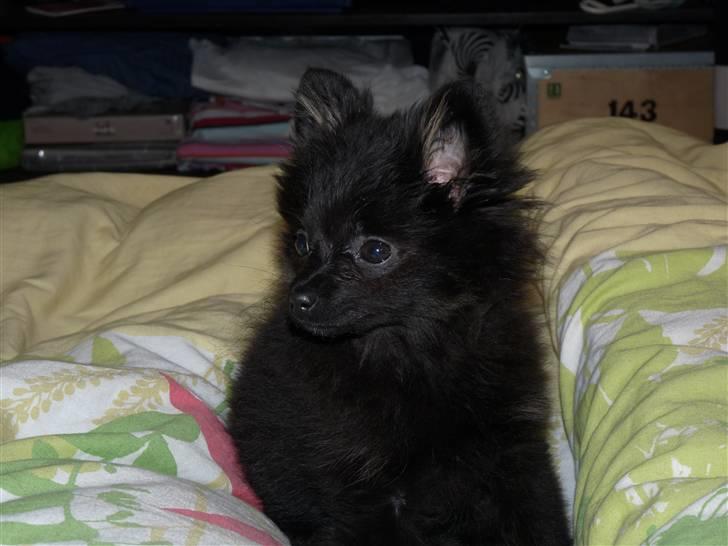 Pomeranian Nova billede 5