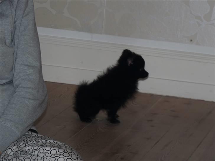 Pomeranian Nova - Inden lille tistår inden jeg blev stueren :) billede 6