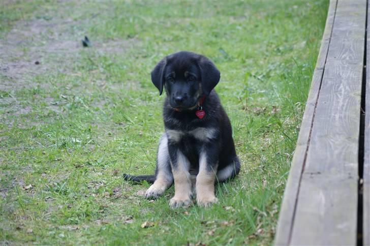 Blanding af racer samanhta - samantha med i sommer hus billede 12